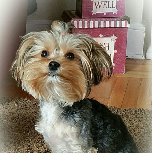 Meet your Posher, Lindsey - Picture 1 of 1